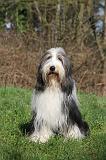 BEARDED COLLIE 425
